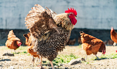 Rooster on traditional free range poultry farm - obrazy, fototapety, plakaty
