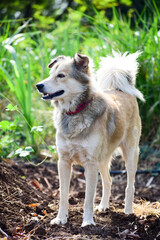 Brown mixed dog tongue out and happy face, hiking with the dog.