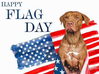 Independence Day. Adorable, lovely brown puppy and American Flag. Closeup, indoors. Studio shot. Congratulations for family, loved ones, friends and colleagues. Pets care concept