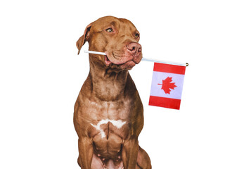 Lovable, pretty dog and Canadian Flag. Closeup, indoors. Studio photo. Congratulations for family, loved ones, relatives, friends and colleagues. Pets care concept