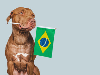 Lovable, pretty dog and Brazilian Flag. Closeup, indoors. Studio photo. Congratulations for family, loved ones, relatives, friends and colleagues. Pets care concept