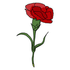 a red carnation flower with two green leaves