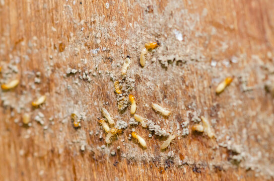 Termites nesting on furniture pictured soft focus