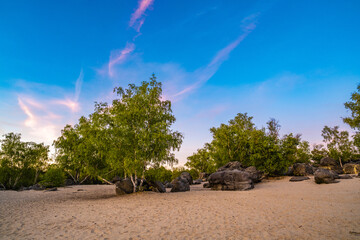 Natural forest in Fontainebleau