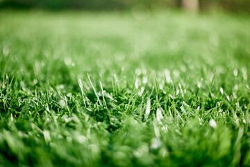 Fresh leaves of young green lawn grass close-up, clover and micro clover sprouts for landscape design and garden landscaping. Ecology and caring for nature as a way of life
