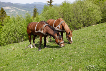 Two horses are grazing in a clearing on a mountainside.