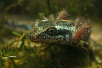 Closeup on the head of an endangered, gilled, aquatic Sardinian brook salamander larvae, Euproctus...