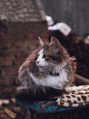 A beautiful little kitten sits on the street and looks into the distance. Cute pet, fluffy animal