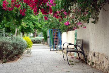 Bench standing near a wall with bougainvillea branches with flowers hanging from the top
