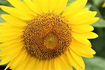 Fototapeta premium 初夏の元気なひまわり