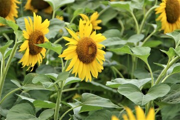 初夏の元気なひまわり