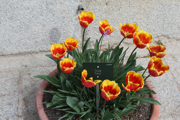 Tulip 