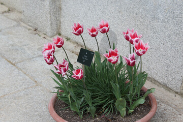 Tulip "leo visser" in a vase.