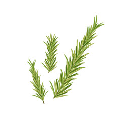 Rosemary twigs, vector illustration in flat style on white background