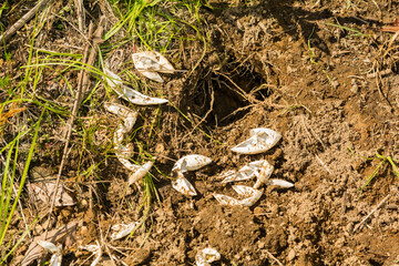 Remains of a Raided Turtle Nest