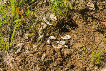Remains of a Raided Turtle Nest