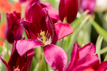 Pink tulips flowers in the garden