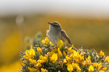 Sparrow Sitting on Common Gorse
