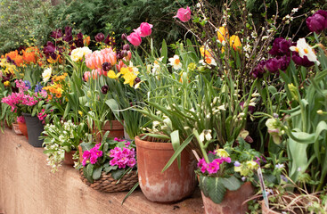 Fototapeta na wymiar Spring flowers in the pots