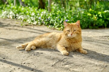 Naklejka na ściany i meble Large adult red shorthair cat lying resting outdoor, rustic view
