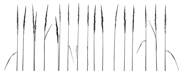 Set of  wild plants, silhouette. Vector illustration