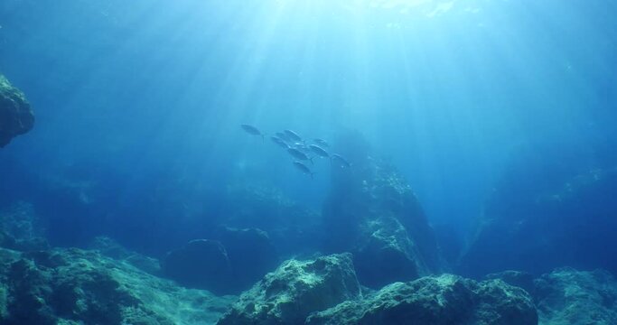 fish scenery underwater from mediterranean sea