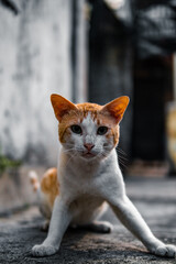 stray cat on the street
