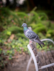 Pigeon standing on a bench in a park