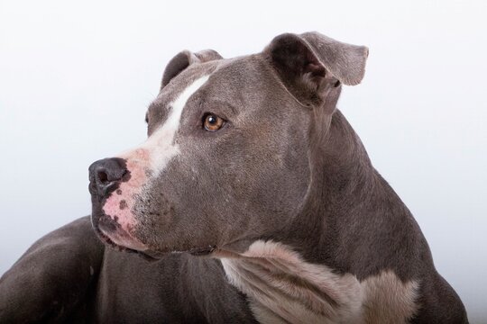 close up head portrait of a beautiful gray and white pitbull