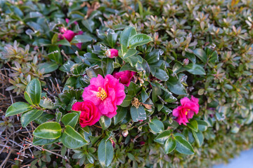 立春の頃、垣根のツバキ