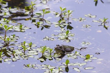 Accouplement de grenouilles