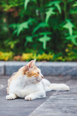 Kittens on the road in the wild