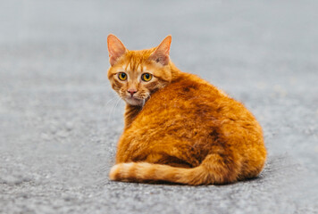 Kittens on the road in the wild