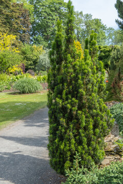 Taxus baacata Fastigiata Melford S&auml;uleneibe
