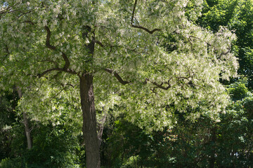 Robinia pseudoacacia or flowering black locust tree - Powered by Adobe