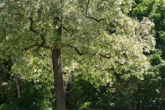 Robinia pseudoacacia or flowering black locust tree