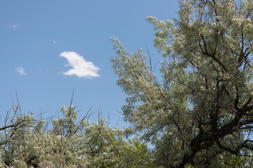 branches against sky