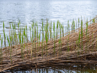 Obraz premium Dry reeds and new green growing with water lake background