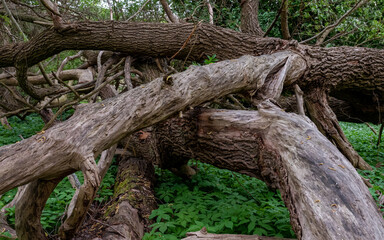 Fallen oak trees laying in green vegetation.