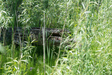 log and willow shoots in a swampy area near the river