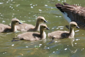 canadian geese goslings on the river coasting northward