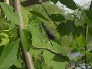Black dragonfly on green leaves. Summer. A modest, lurking dragonfly fly.