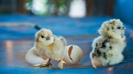 Small chicks silky silkie chicken hatched from egg cute little newborn wet feather - obrazy, fototapety, plakaty