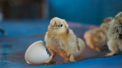 Small chicks silky silkie chicken hatched from egg cute little newborn wet feather