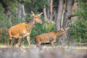 Red deer young cervus elaphus, in Autumn