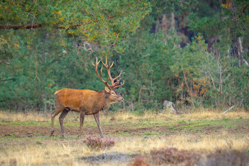 Male red deer stag, cervus elaphus, rutting