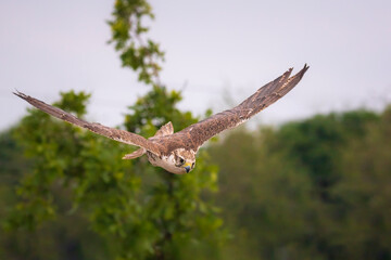 Saker falcon, Falco cherrug, in flight hunting and diving