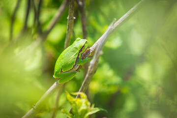 Closeup of a small European tree frog (Hyla arborea or Rana arborea) heating up in the sun.