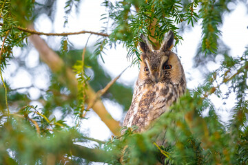 Long eared owl Asio otus, bird of prey perched in a tree