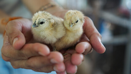 hands hold newborn little silkie chickens farm industry animal